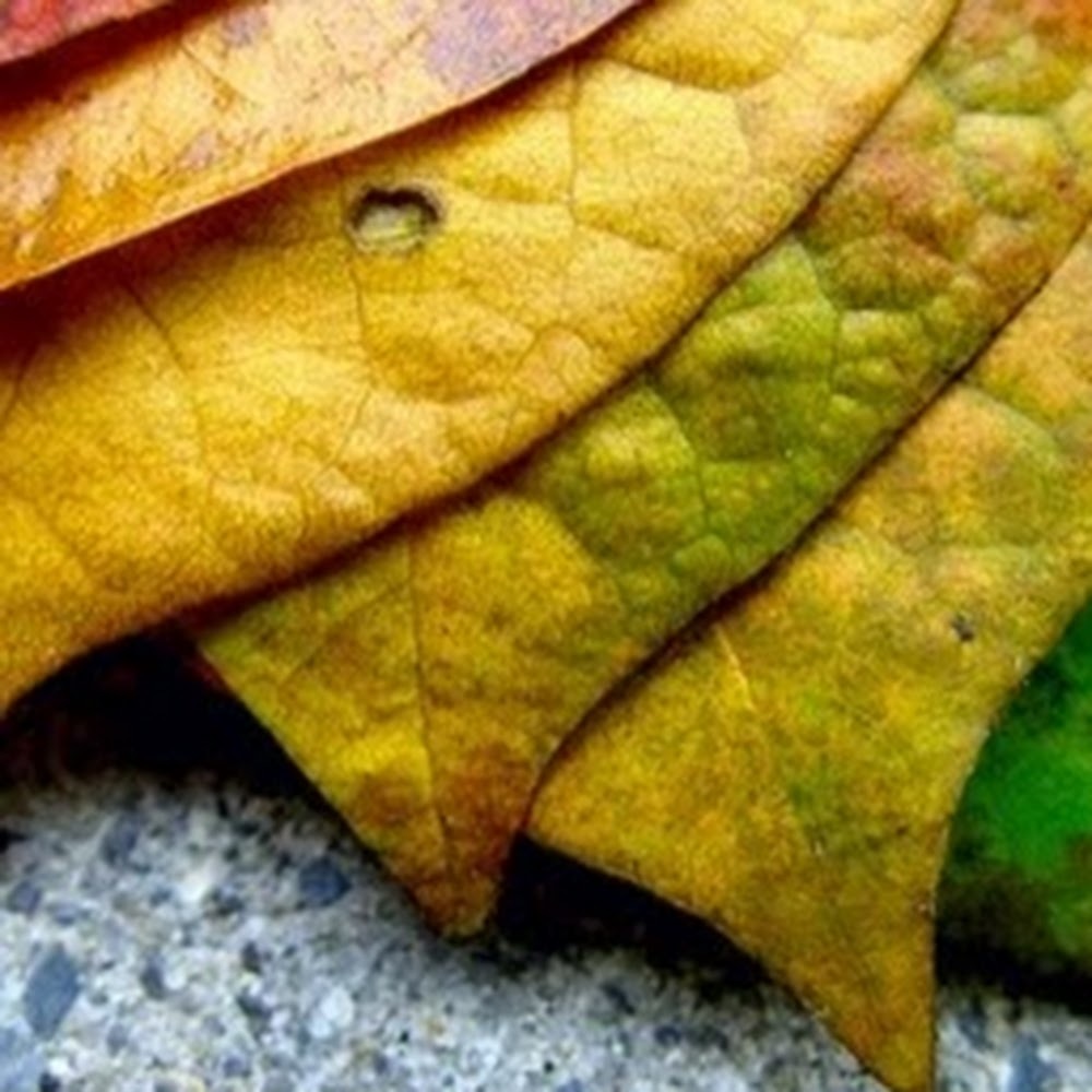 Meet your Posher, Leonette